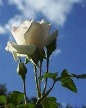 pic for White Rose